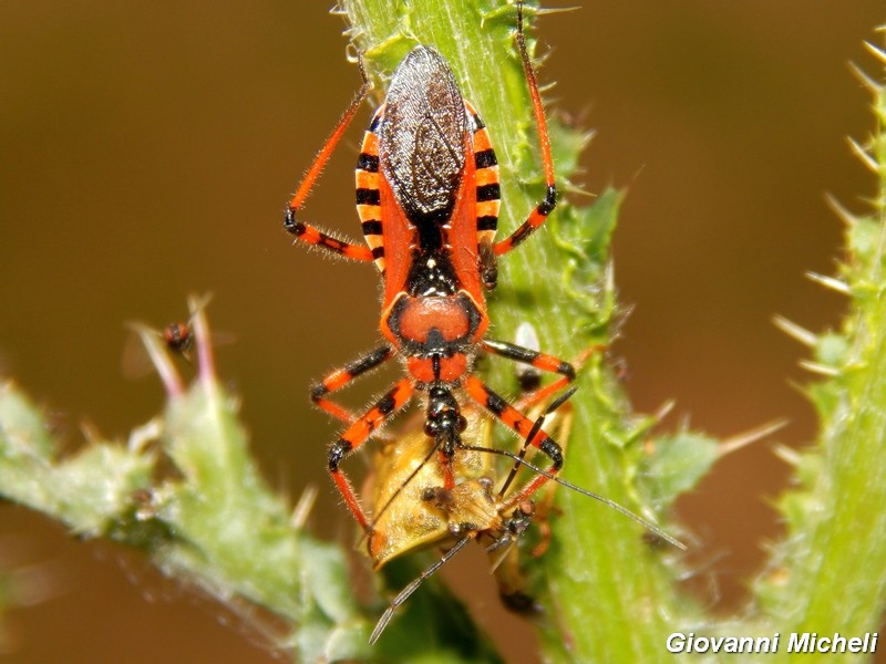 Rhynocoris iracundus che preda Carpocoris purpureipennis?